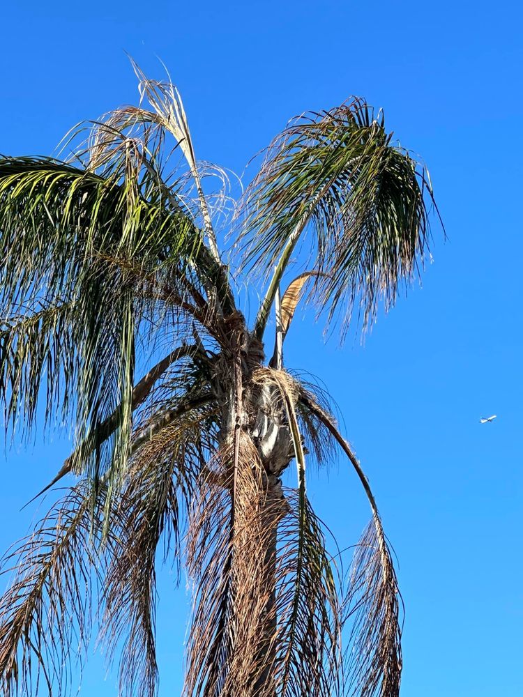 All Photos for EB Trees and Landscape in Holiday, FL