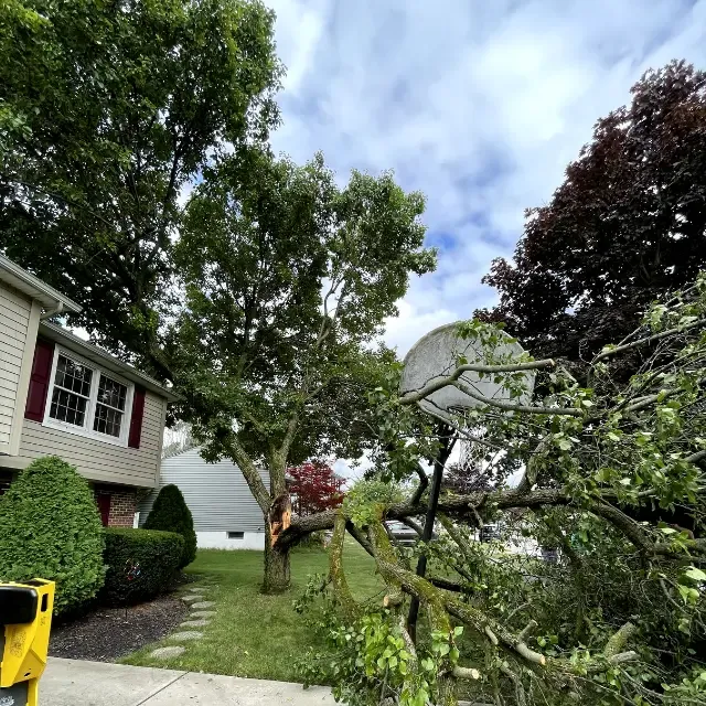 All Photos for Huntsville Tree Service in Huntsville, AL