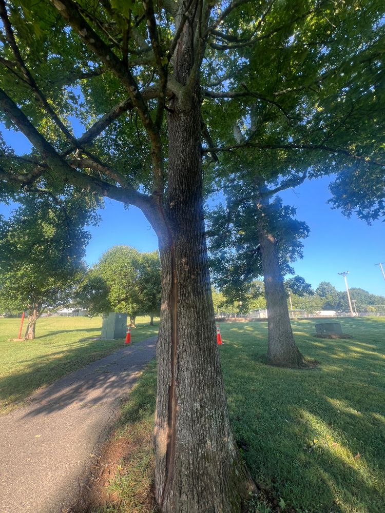 All Photos for Brooks Tree Service in Casar, NC