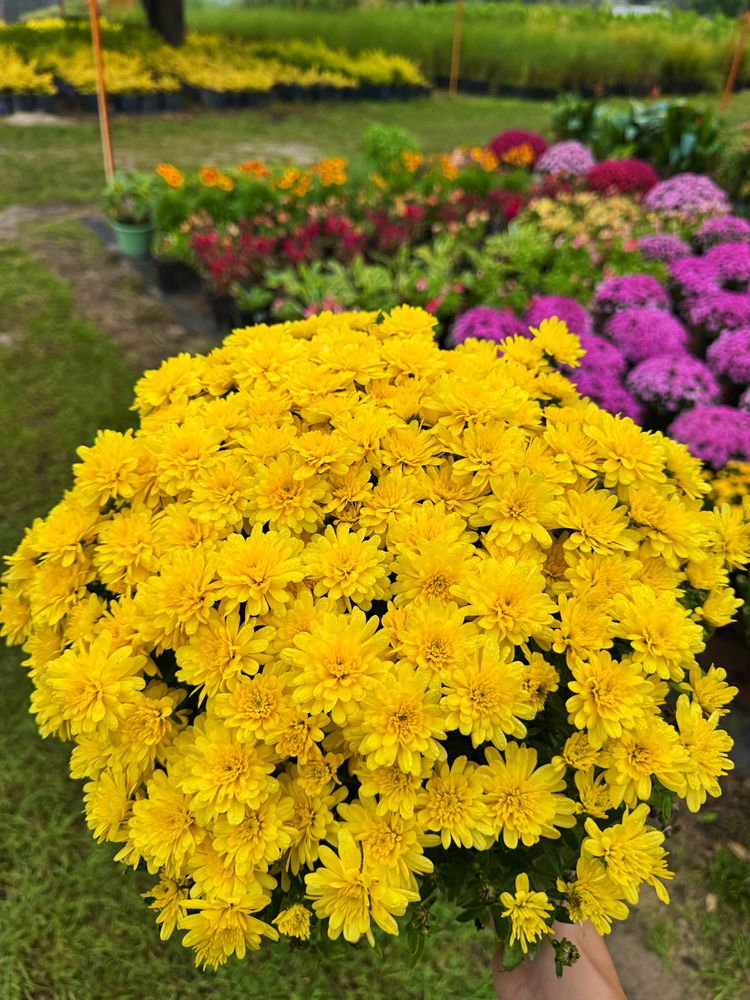 All Photos for Southern Roots Tree Farm in Crystal River, FL