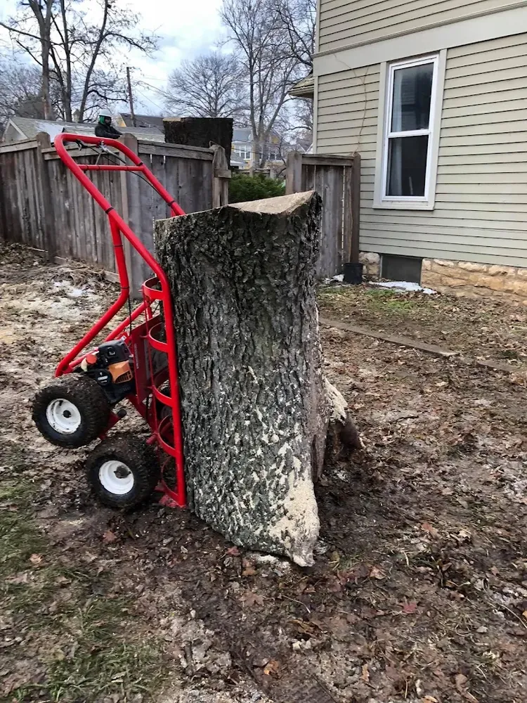 Tree Services for Mays Tree and Stump Removal in Alden, NY