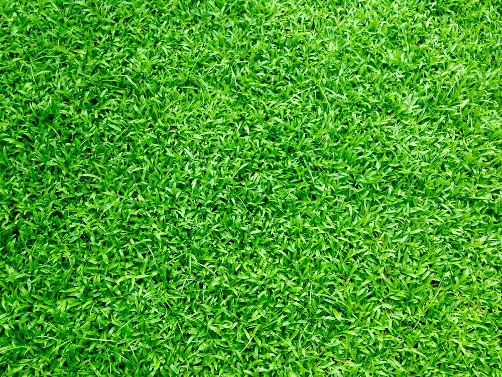 Enhance your lawn's health and appearance with our overseeding service, promoting thicker grass growth. We fill bare patches and improve turf density, ensuring a lush, vibrant yard you'll love year-round. for C & C Lawn Care and Maintenance in New Braunfels, TX