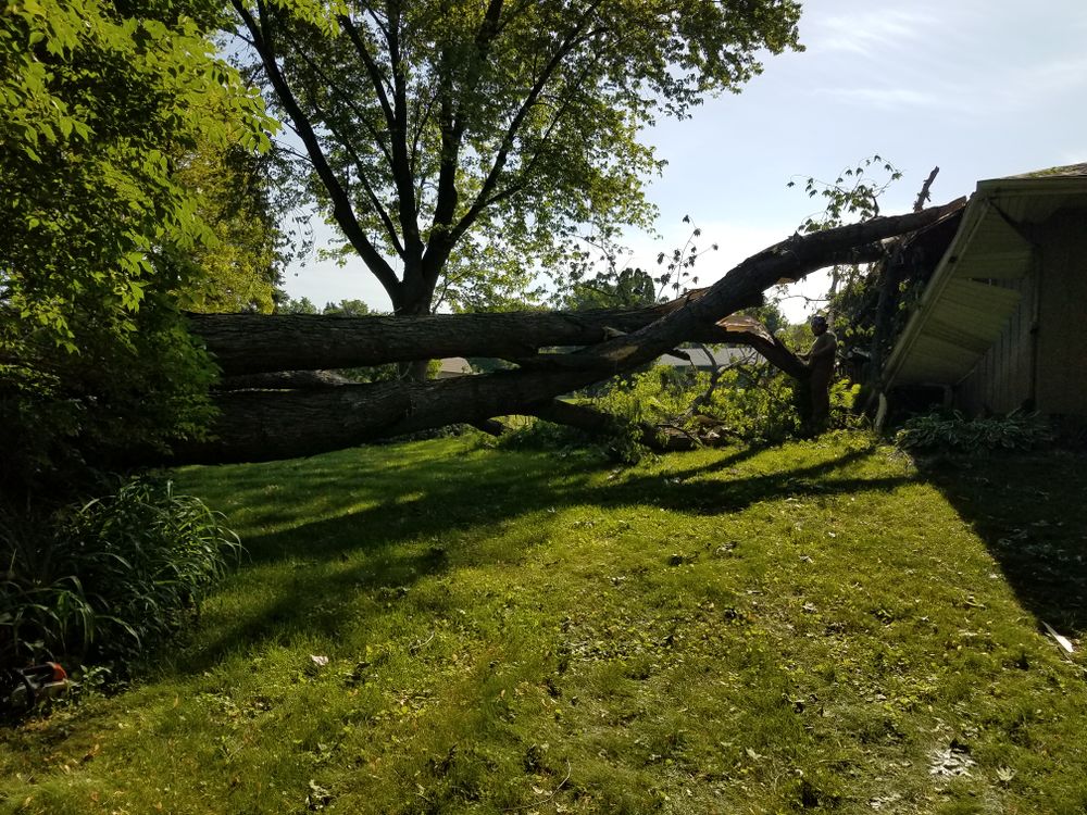 All Photos for O&O Tree Service in Rockford, IL
