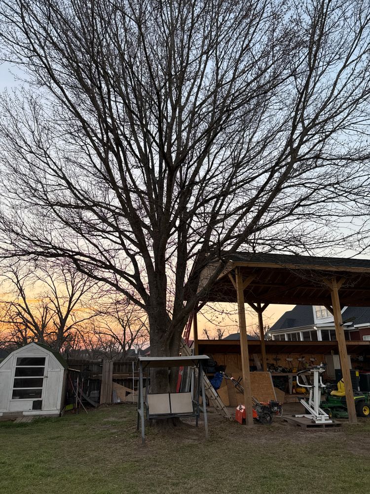 All Photos for T N L - Tree and Land Service in Reynolds, GA