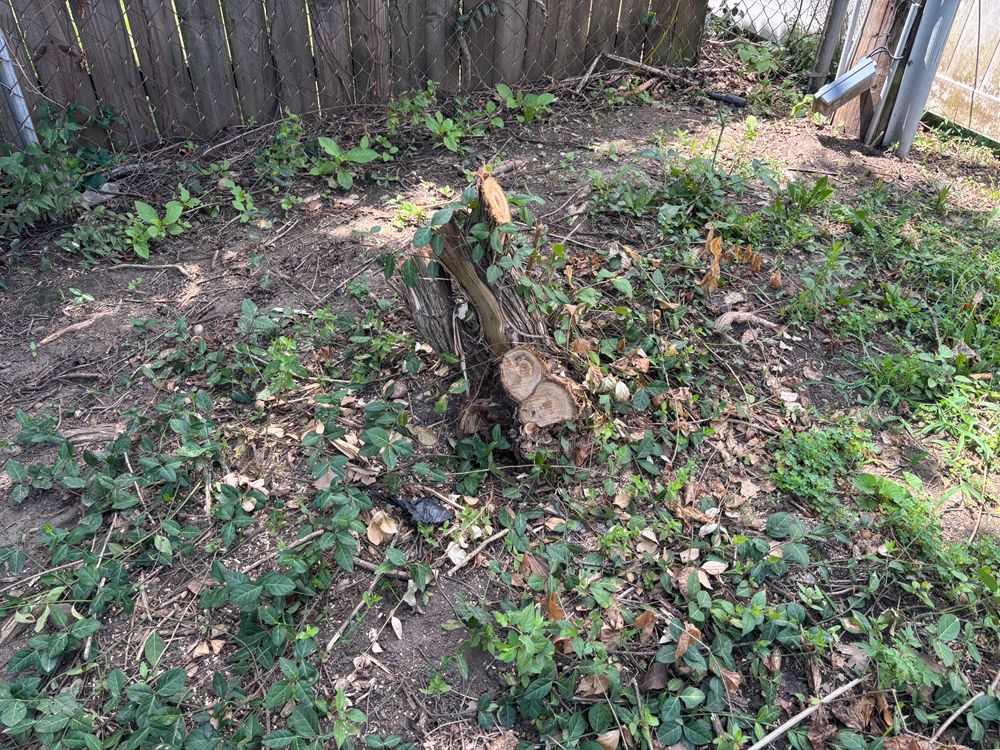 All Photos for Conrad's Stump Removal in Columbus, IN