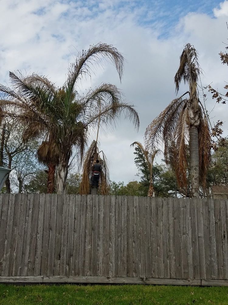 All Photos for Garza Lawncare & Tree Service in Pearland, TX