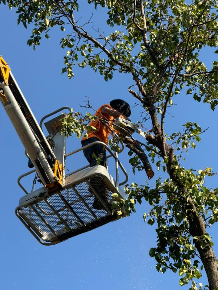 Enhance your property's beauty and safety with our expert tree trimming service, ensuring healthy growth, elevated curb appeal, and prevention of potential hazards from overgrown branches. Trust us for professional care. for Oklahoma Tree Guy in Bartlesville, OK