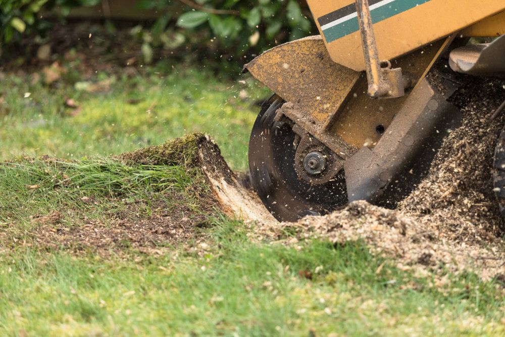 Our professional stump removal service eliminates unsightly tree stumps in your yard, improving aesthetics and making way for new landscaping projects. Trust us to efficiently and safely remove any size stump. for The Third Day Land Management Company  in Tampa,  FL