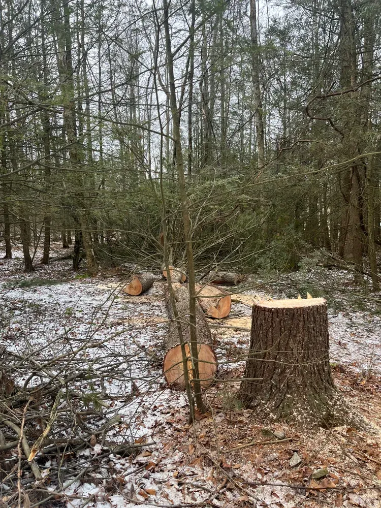 Tree Removal for Licensed to Cut Tree Service in Athens, PA