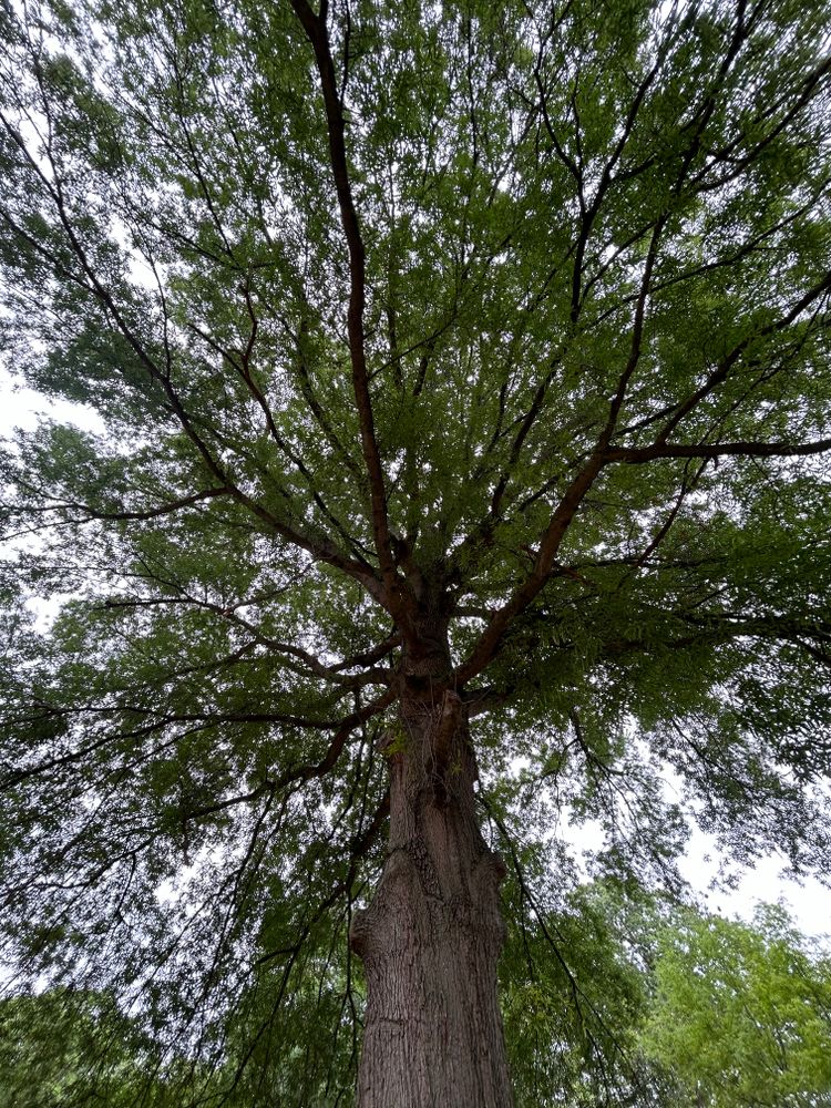 All Photos for Hingewood Tree Service in Salem, NJ