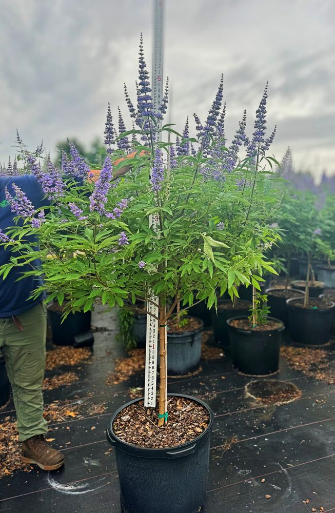 Shrubs for Everyday Landscaping for Southern Roots Tree Farm in Crystal River, FL