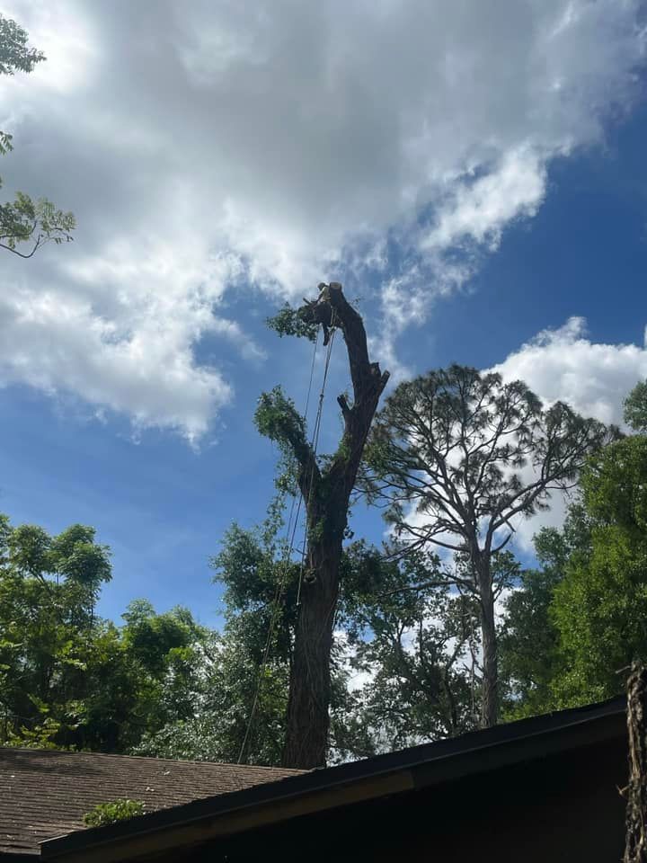 Tree Trimming and Removal for McGraw’s Lawn and Tree Service in DeLand, FL