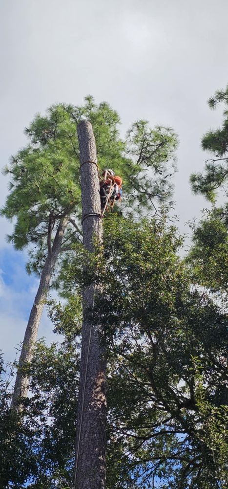 All Photos for Servin's Tree Care  in Houston, TX