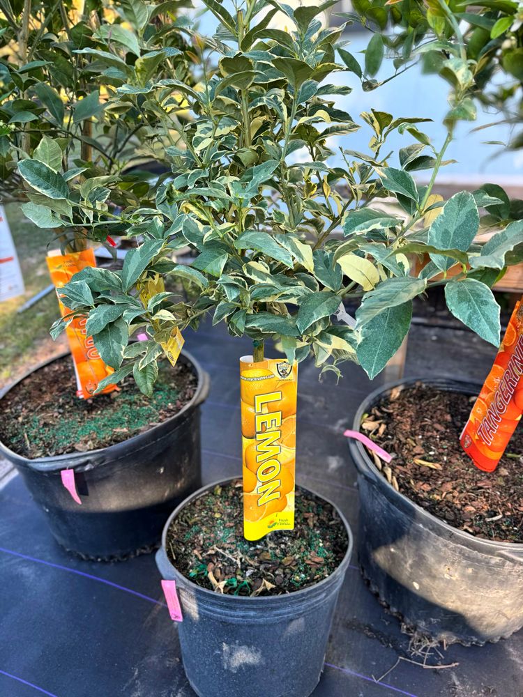 All Photos for Southern Roots Tree Farm in Crystal River, FL