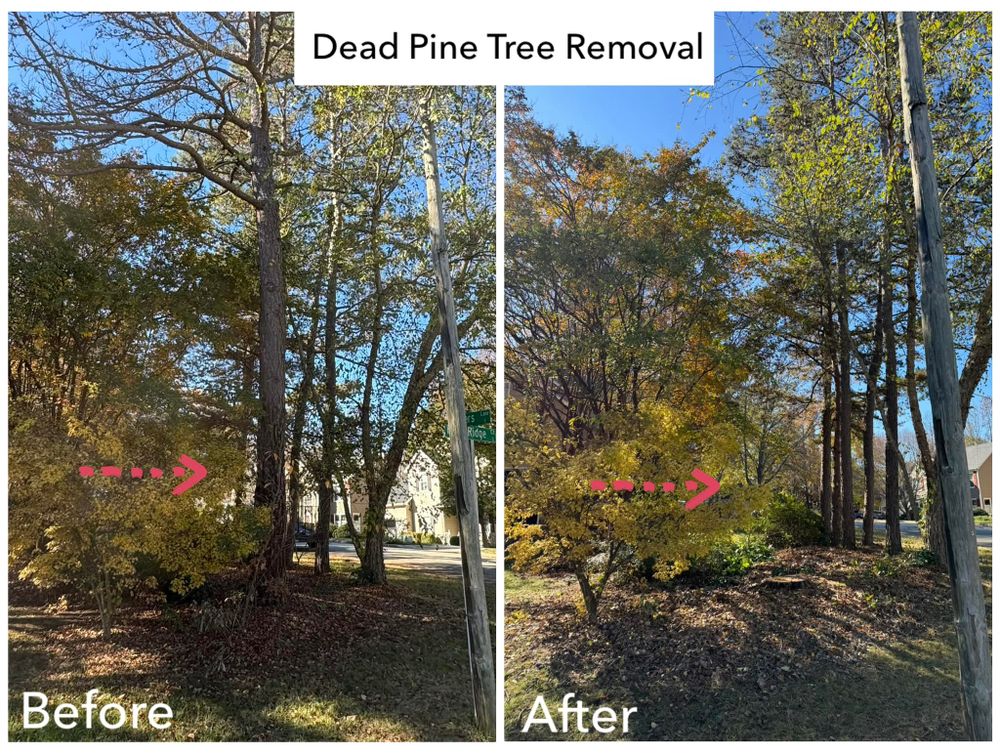 All Photos for Meade tree service in Greensboro, NC