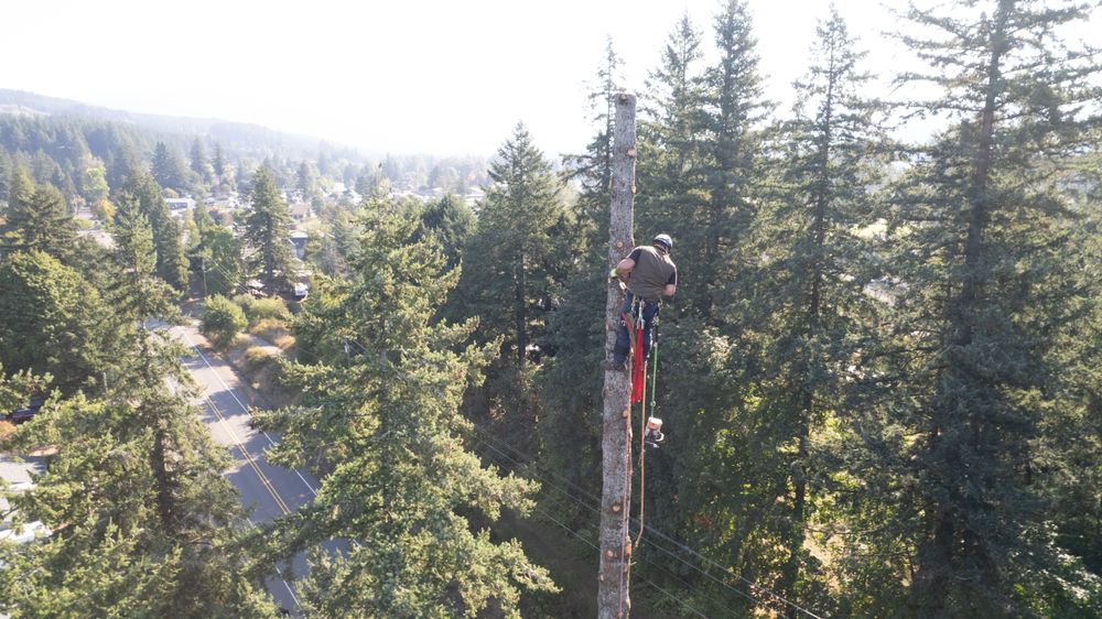 Tree Removal for Clippys Tree Pros in Stayton, OR
