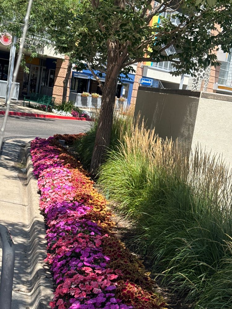 All Photos for Ecogreen Landscape in Denver, CO