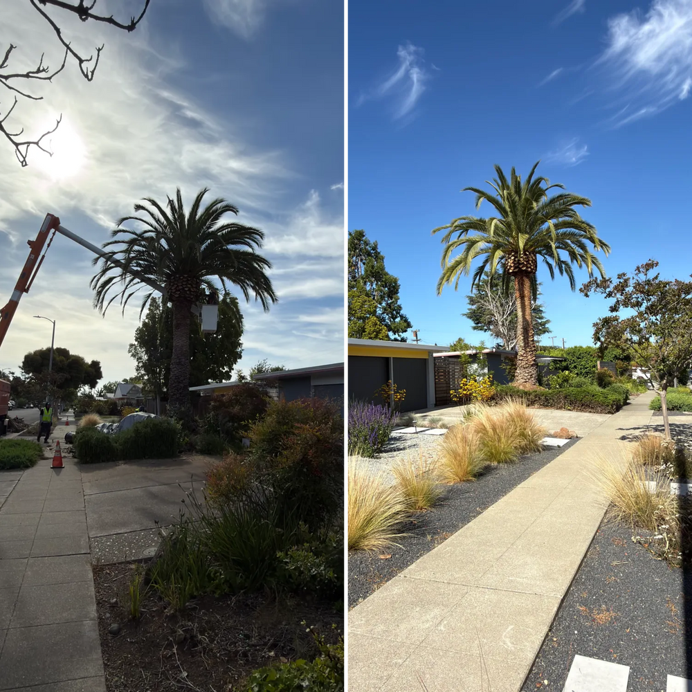 All Photos for A1 Tree Care LLC in San Jose, CA