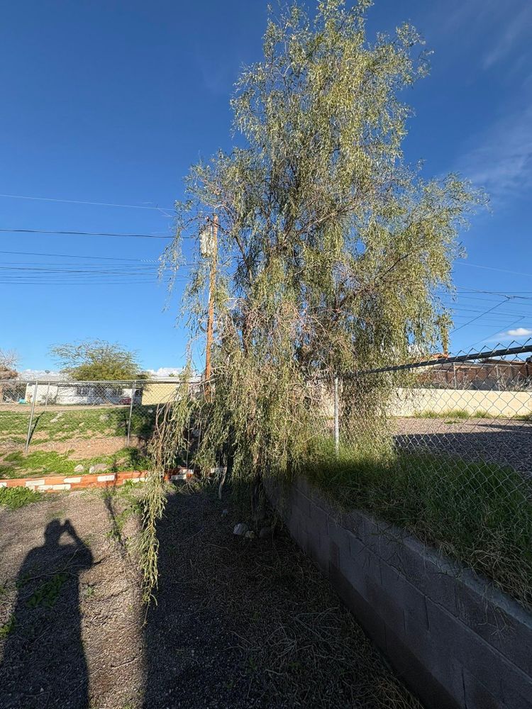 All Photos for Top Notch Landscape Services LLC in Mohave Valley, AZ