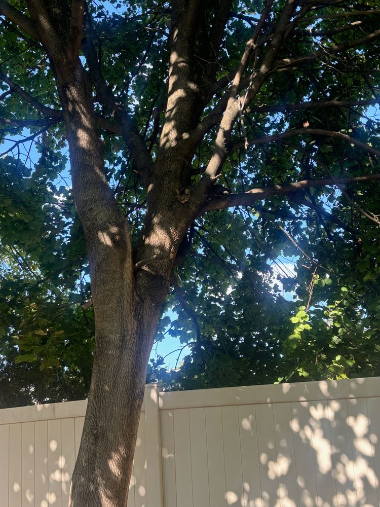 Our Aerial Cat Rescue service safely retrieves stranded cats from tall trees or rooftops, ensuring a swift and gentle rescue to bring your beloved pet back safely to ground level. for T's Trees in Albany, NY