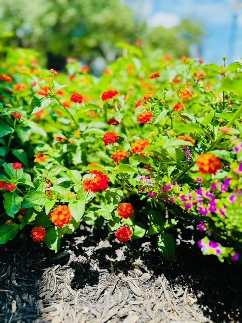 All Photos for Rustic Roots Landscaping in Austin, TX