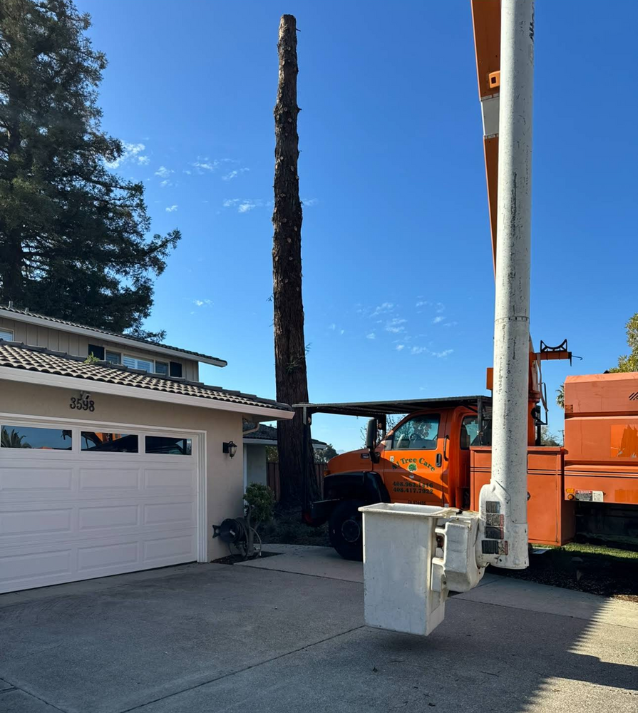 All Photos for A1 Tree Care in San Jose, CA