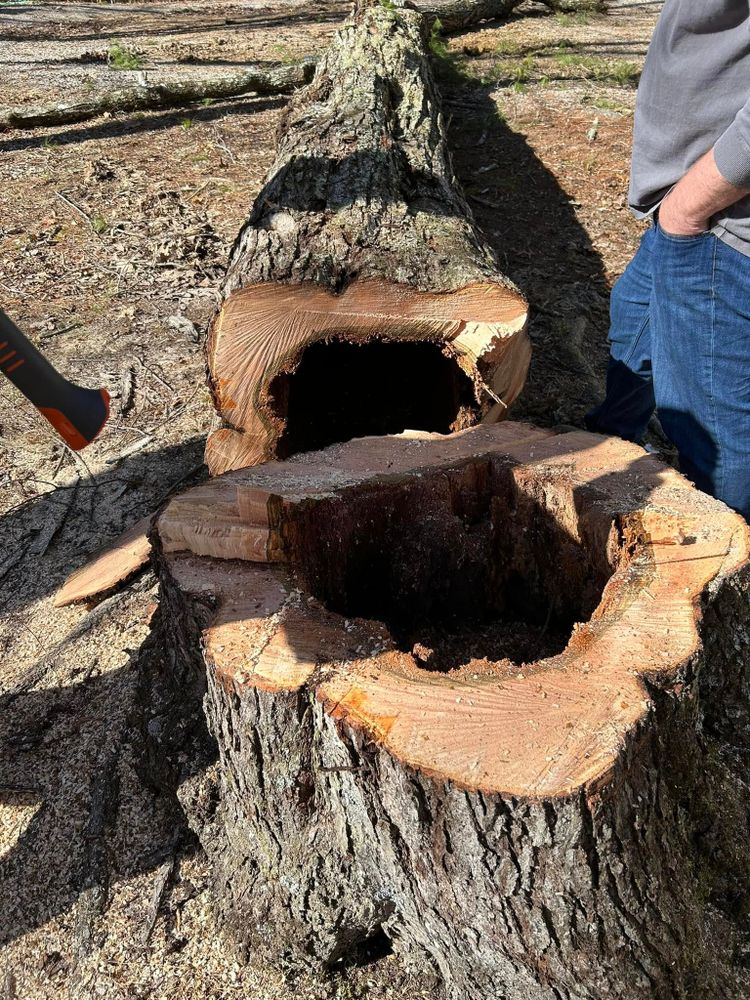 Tree Removal for McBee’s Tree Service in Sewanee, TN