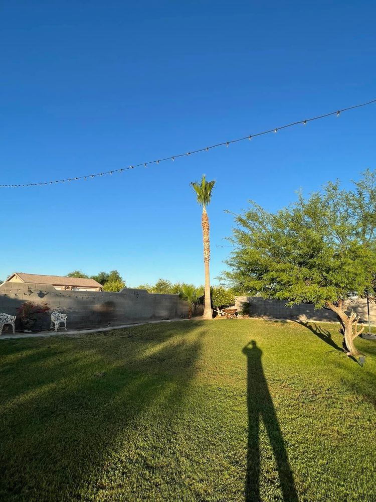 All Photos for Oliver L. Palm & Tree services in Yuma County, AZ
