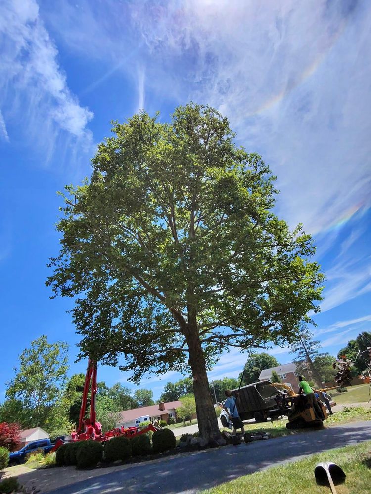 All Photos for F & F Tree Service in Beavercreek, OH