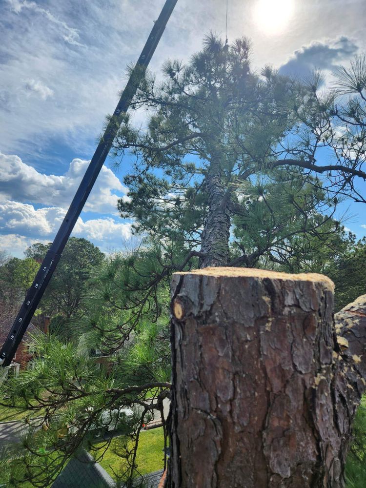 All Photos for Smith Tree Experts in Palmyra, VA