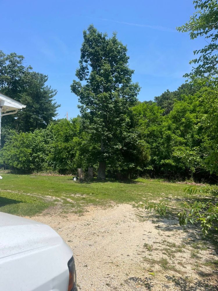 Tree Services for Etherton’s Tree Service in Quinton, NJ