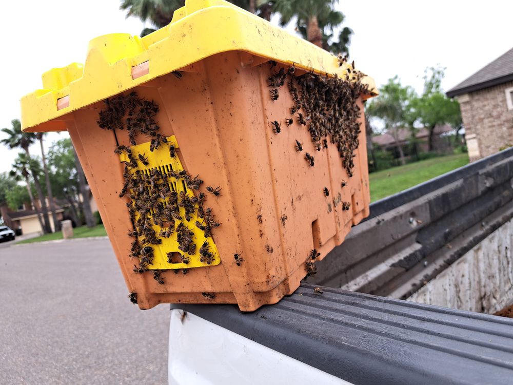 Ranch house hive clearance