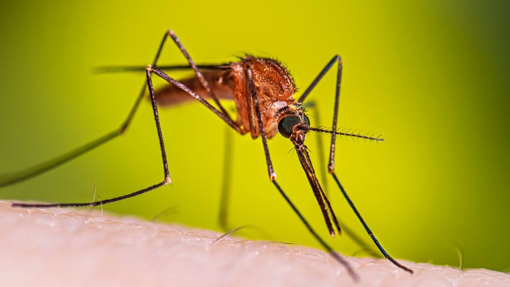 Our Mosquito & Tick Yard Programs provide comprehensive protection, ensuring a pest-free outdoor space for your family by effectively targeting these pests to reduce their populations and prevent infestations. for Pest Control Management in Montgomery County, PA
