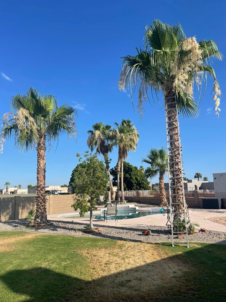 All Photos for Oliver L. Palm & Tree services in Yuma County, AZ