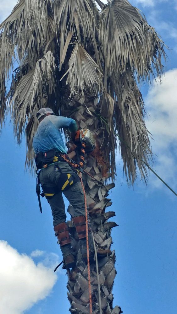 Tree climbing  for Z’s Trees LLC in Grey Forest, TX