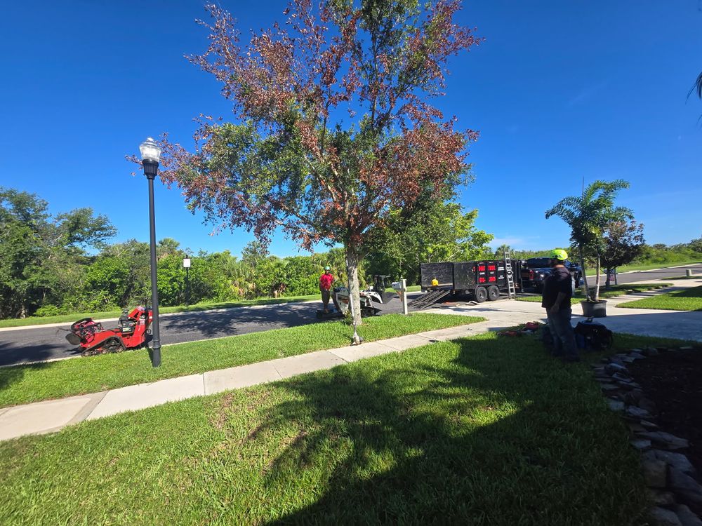 All Photos for TREE BOYS in Ruskin, FL