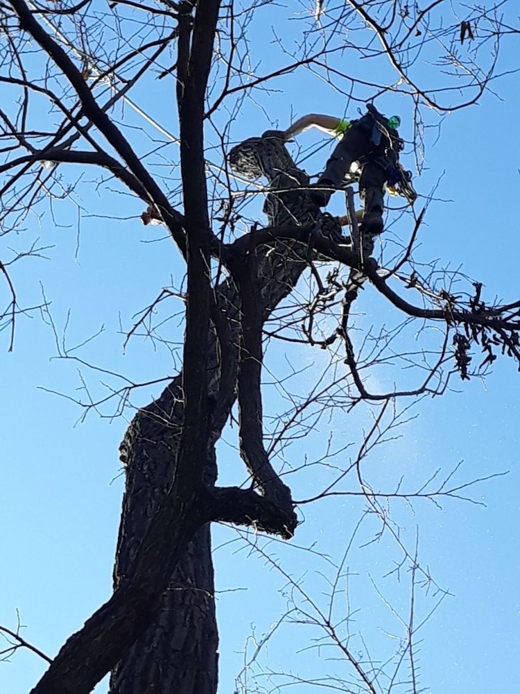 All Photos for TLC Professional Tree Service in Bedford, TX