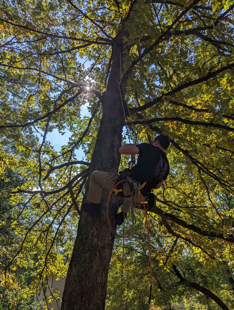 Our professional Tree Trimming service helps homeowners maintain the health and aesthetics of their trees by removing dead or overgrown branches, ensuring safety and enhancing the beauty of your property. for Affordable Tree Service TN in White House, TN