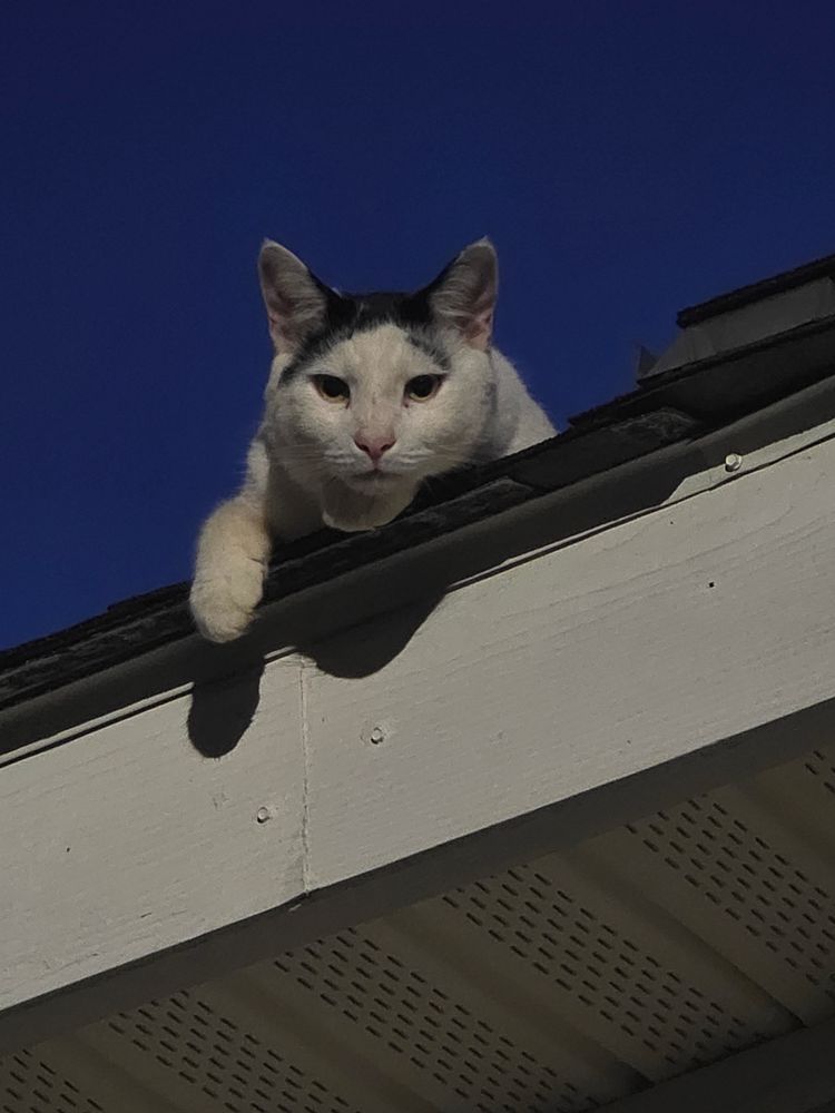 All Photos for Branham's Custom Roofing in Laurens, SC