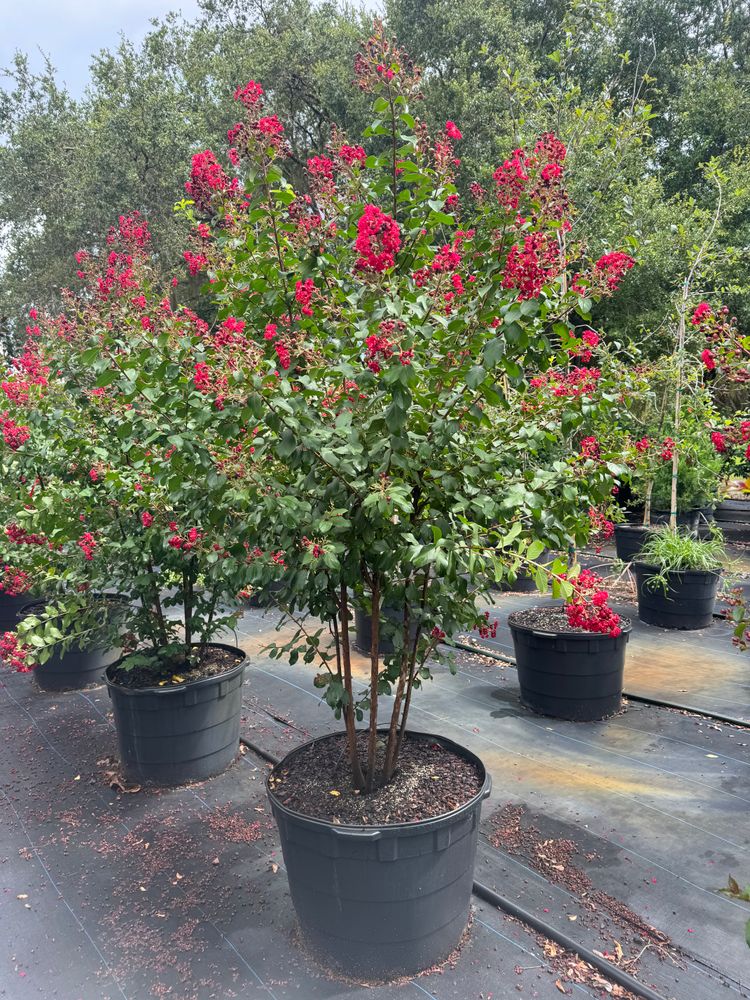 All Photos for Southern Roots Tree Farm in Crystal River, FL