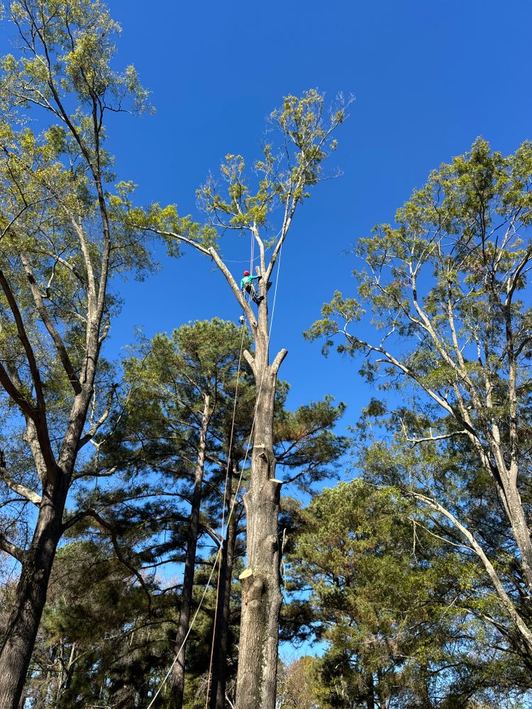 All Photos for Yardcall Solutions Tree & Landscaping Services in Durham, North Carolina