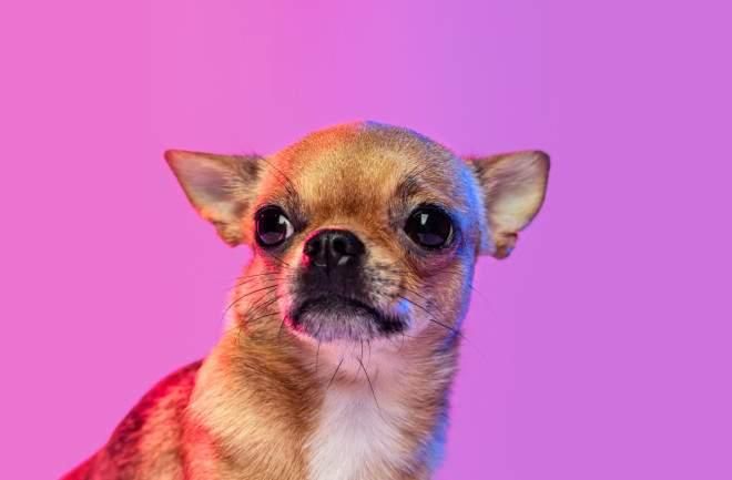 Test Gallery 594601 for Down Dog Yoga in Boston, MA