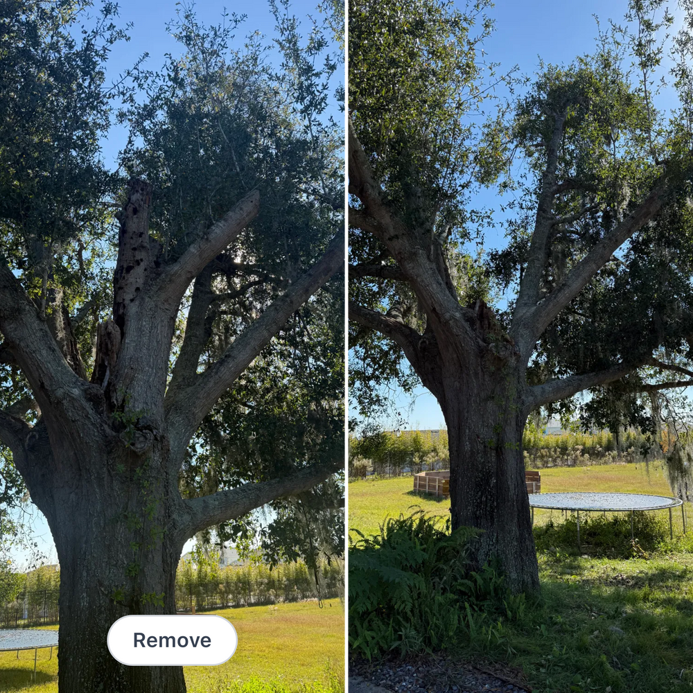 All Photos for Amerigrown Tree And Lawn in Apopka, FL