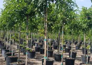 All Photos for Cunningham's Lawn & Landscaping LLC in Daytona Beach, Florida