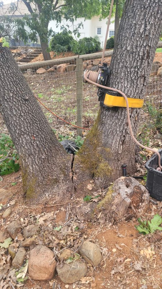 All Photos for George Staddan's Professional Tree Care in Placerville, CA