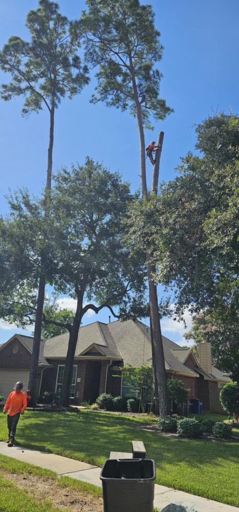 All Photos for Servin's Tree Care  in Houston, TX