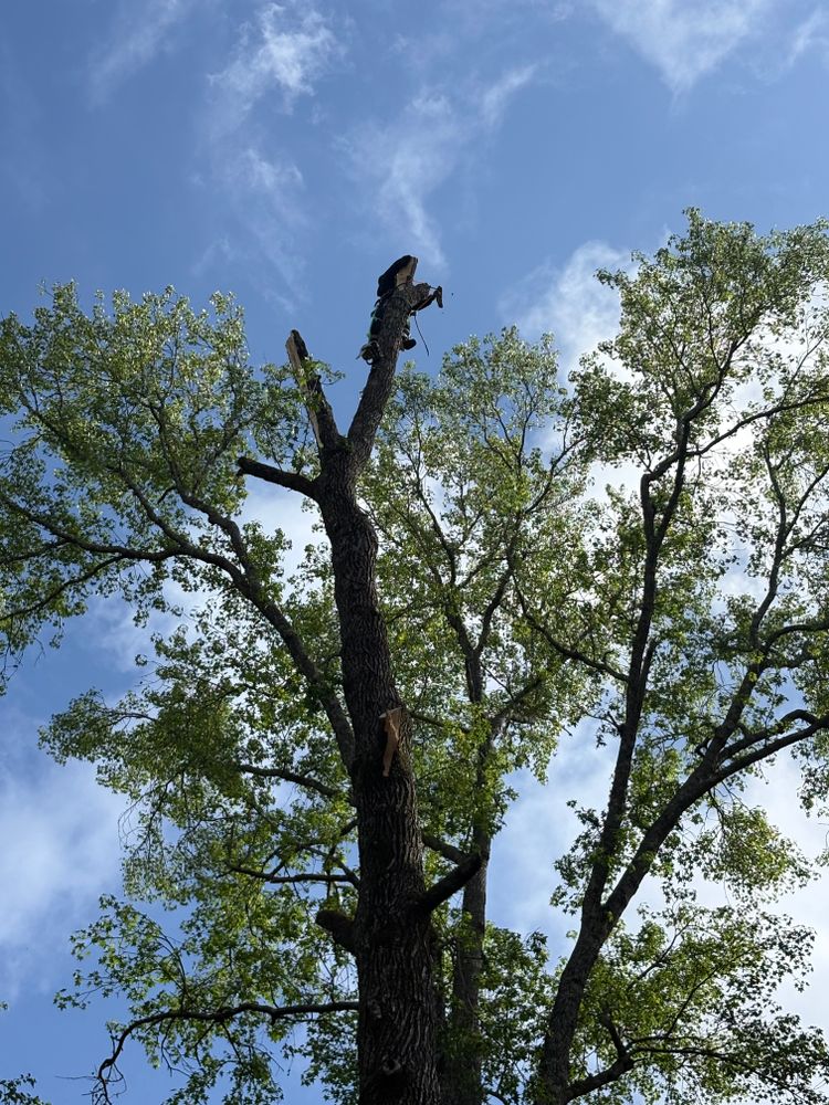 All Photos for T N L - Tree and Land Service in Reynolds, GA