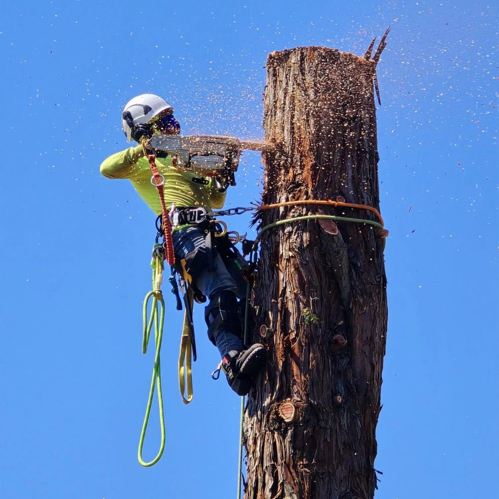 Our expert Tree Removal service ensures safe and efficient removal of unwanted or hazardous trees, enhancing your property's beauty and safety while minimizing disruption to your landscape. Contact us for a consultation. for Sammy's Tree Services in Rancho Cordova, CA