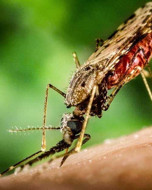 All Photos for Green Pro Lawn Care in Greensboro, NC