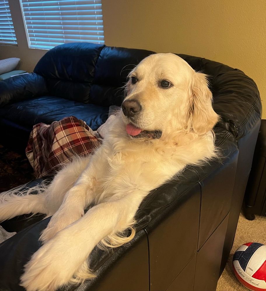 All Photos for Dumbo's Doggy Doors in City of Sammamish, WA